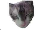 Yuki
