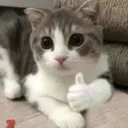 cat | gg/parareselling