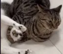 Cat fight