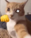 CAT PUNCH