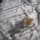 Dubstep cat