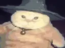 wizard cat