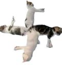 :catcat: