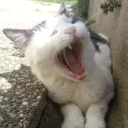 Katzenscream