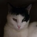 KatzeFight