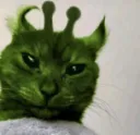 alien cat
