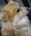 hexrt_Plong Hogaya?