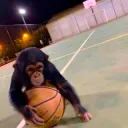 monke ballin -.gg/memed