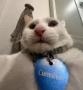 cumslut