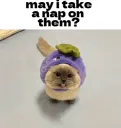 may i take a nap on them