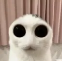 cat stare .gg/taunted