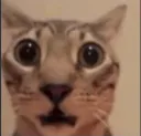 shocked kitty