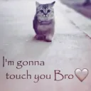 touchyoucat