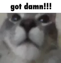 catdamn