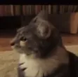 cat what?