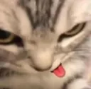 cat tongue out .gg/taunted