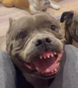cheese