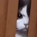 stare cat
