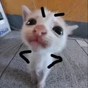meow