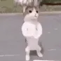 GATO PAPU DANCE