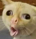 Cat on crack