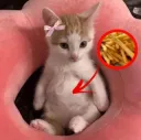 catfries