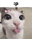 catcute