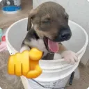 dog laughing