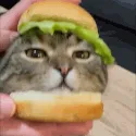 cat_burger