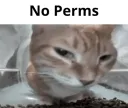 No perms