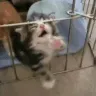 catprisoner
