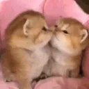catkiss