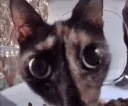 Mr Stare