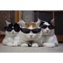 Cool _ Join .gg/catcafe