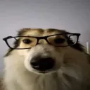 intelligent canine