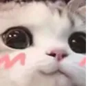 blushy cat