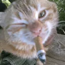 cat smoking
