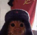 commie cat