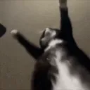 Cat dance