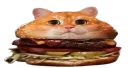 burger cat /laid