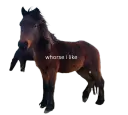 horse i like