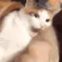 cat bitting