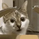 wtf