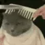 cat combing