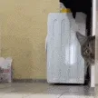 catsus