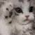 happy cat