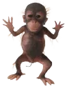 moneky