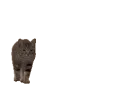Cat Walking