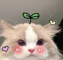 cutycat