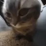 gato dançando